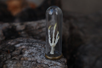 Parakeet Foot Articulation in Glass Dome