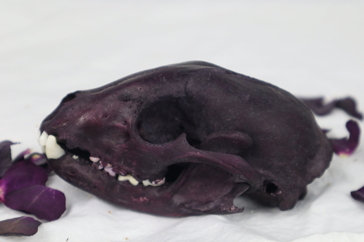 Naturally Stained Geriatric Raccoon Skull