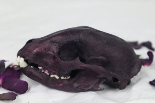 Naturally Stained Geriatric Raccoon Skull