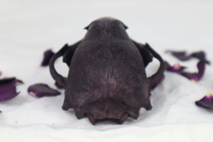 Naturally Stained Geriatric Raccoon Skull