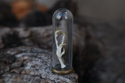 Parakeet Foot Articulation in Glass Dome
