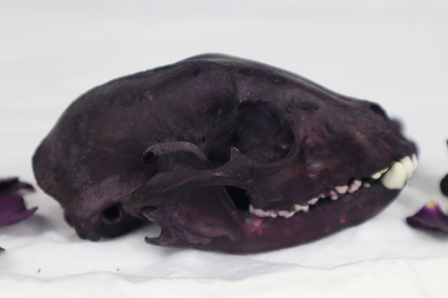 Naturally Stained Geriatric Raccoon Skull