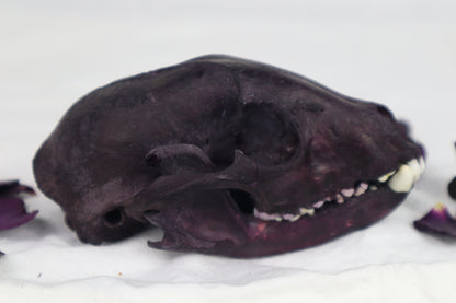 Naturally Stained Geriatric Raccoon Skull