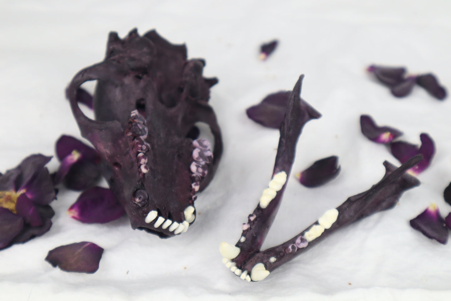 Naturally Stained Geriatric Raccoon Skull