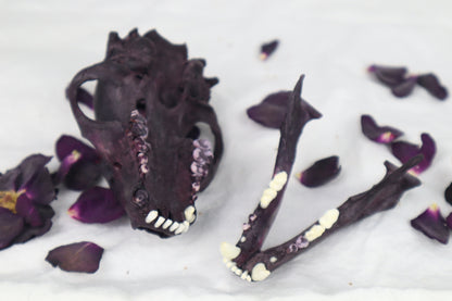 Naturally Stained Geriatric Raccoon Skull