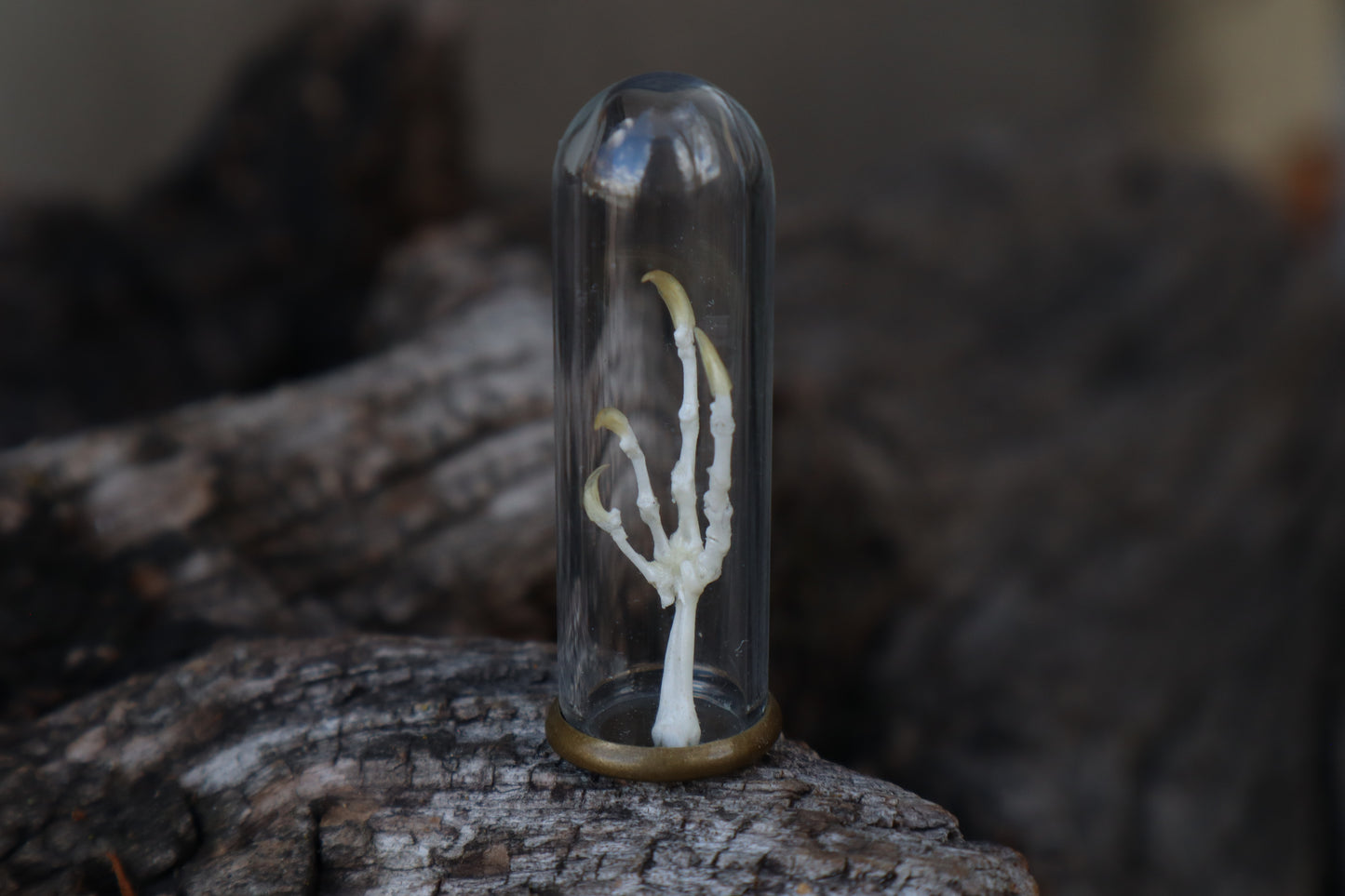 Parakeet Foot Articulation in Glass Dome