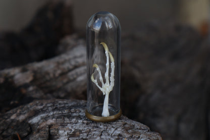 Parakeet Foot Articulation in Glass Dome