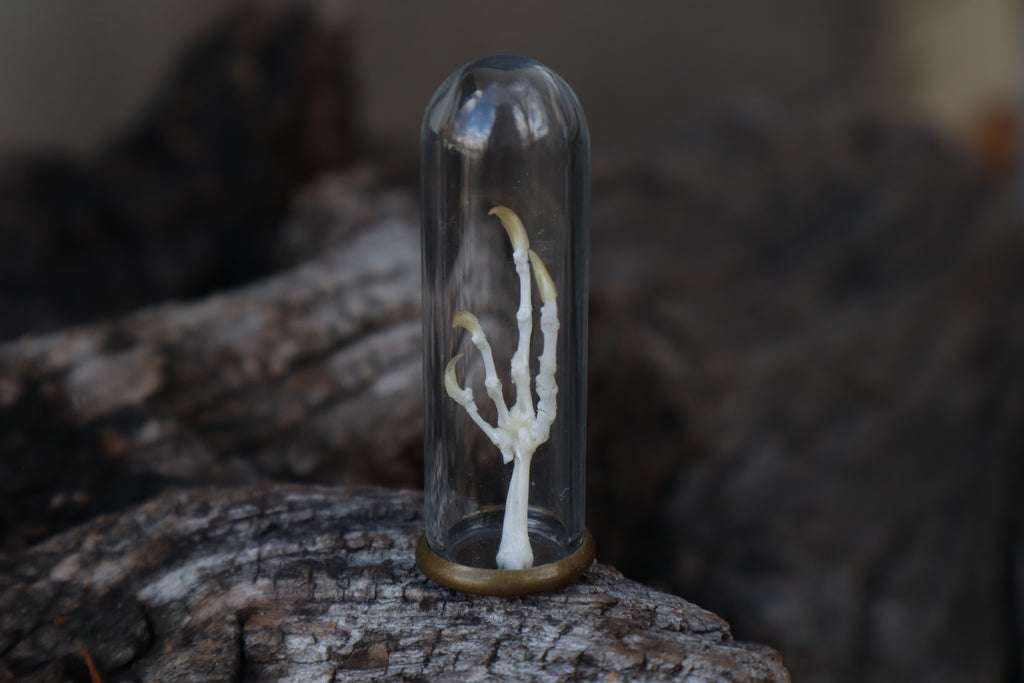 Parakeet Foot Articulation in Glass Dome
