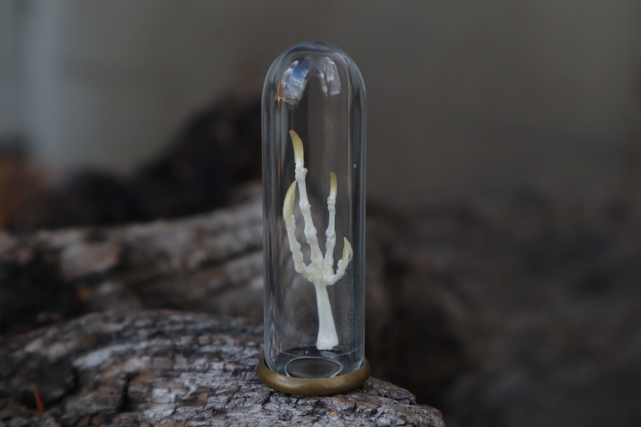 Parakeet Foot Articulation in Glass Dome