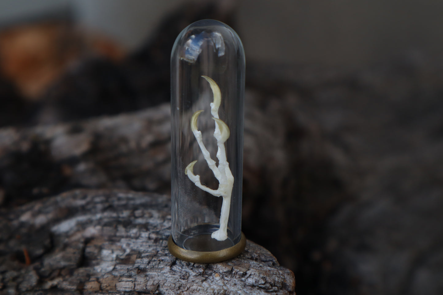 Parakeet Foot Articulation in Glass Dome