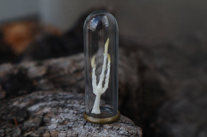 Parakeet Foot Articulation in Glass Dome