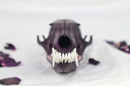 Naturally Stained Red Fox Skull