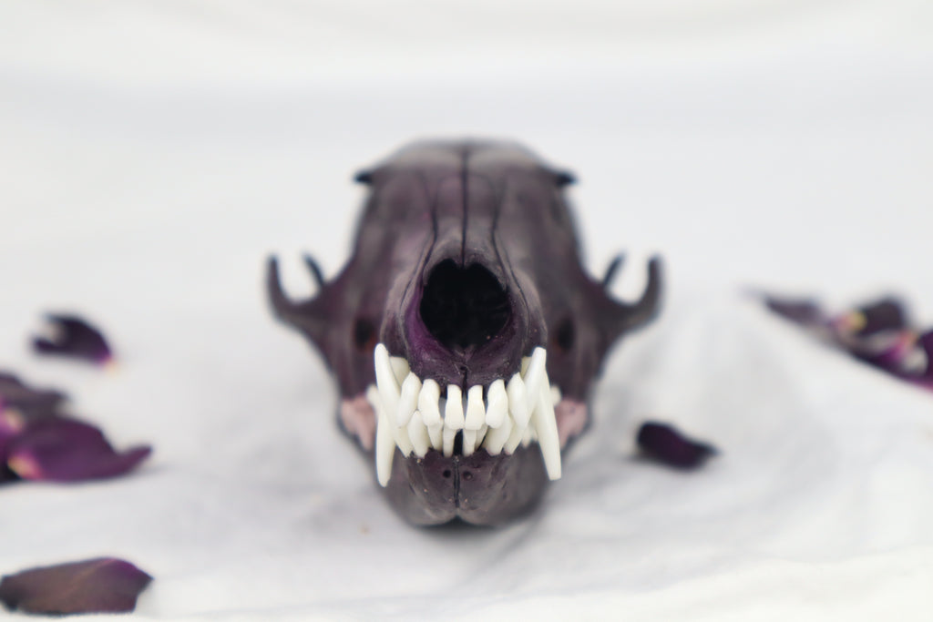 Naturally Stained Red Fox Skull