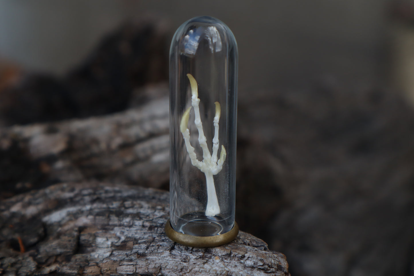 Parakeet Foot Articulation in Glass Dome