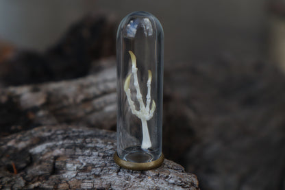 Parakeet Foot Articulation in Glass Dome