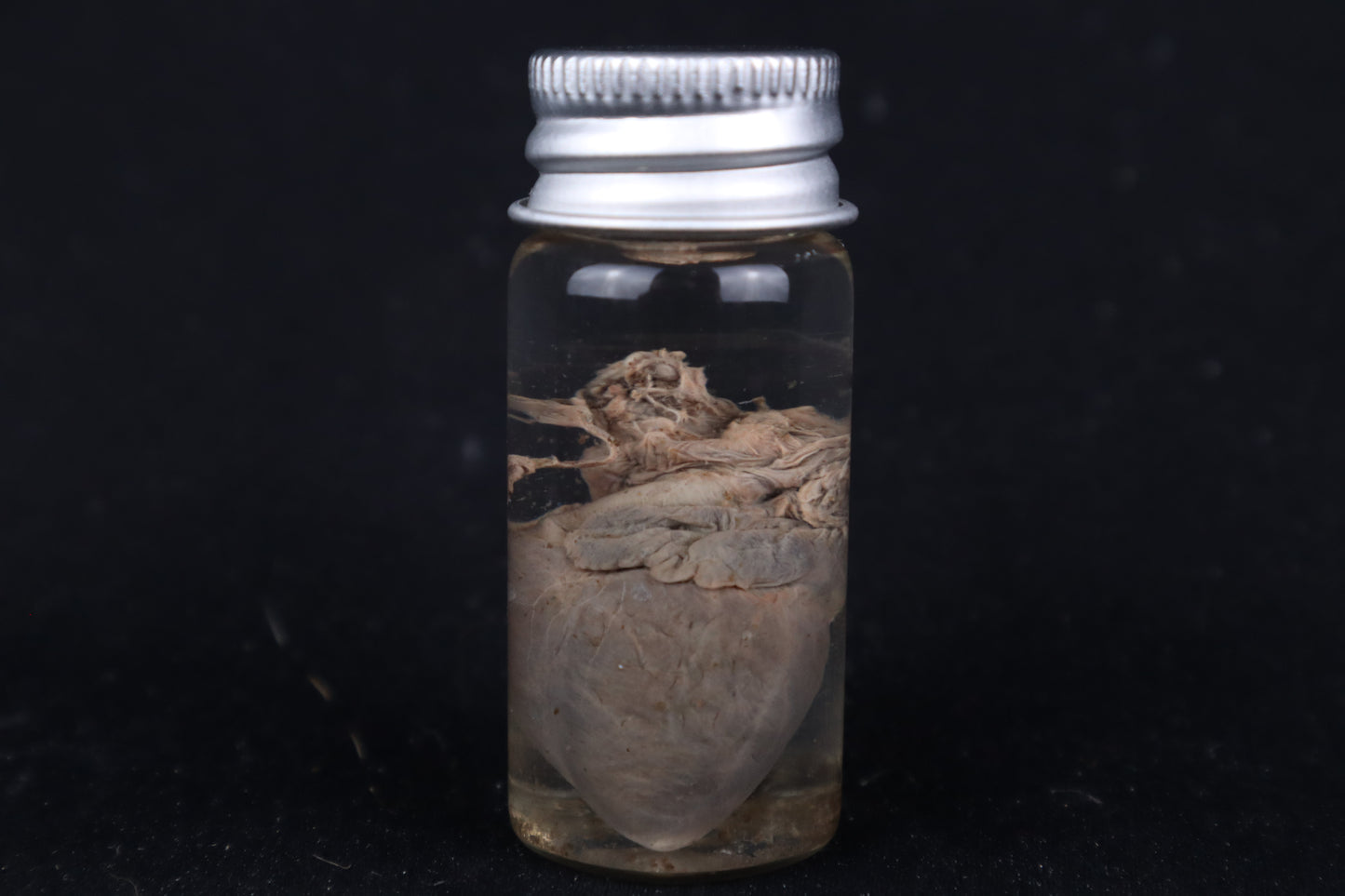 Kitten Heart Wet Specimen