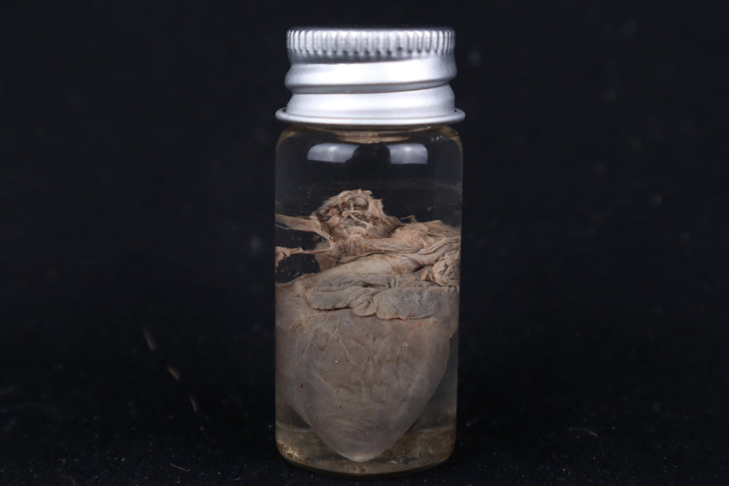 Kitten Heart Wet Specimen