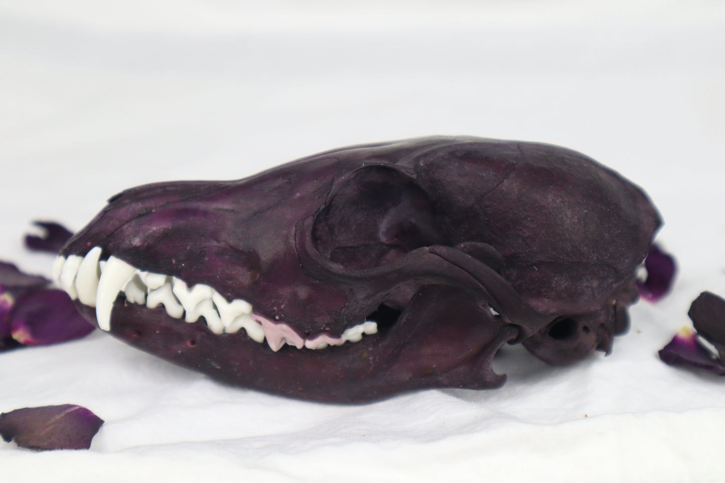 Naturally Stained Red Fox Skull