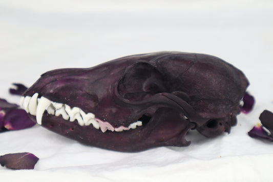 Naturally Stained Red Fox Skull