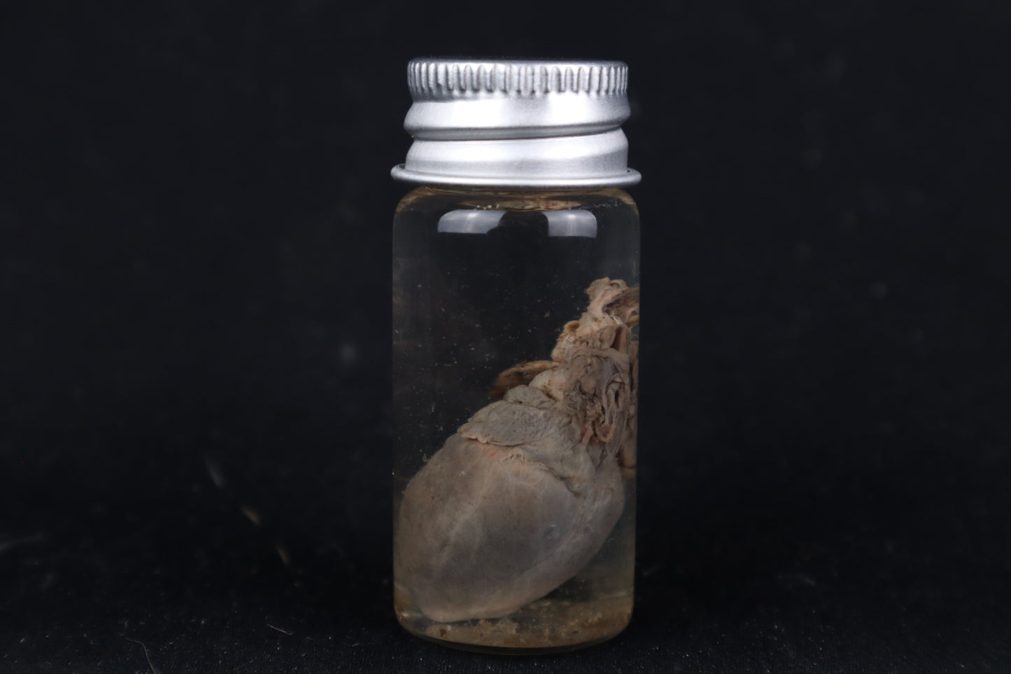 Kitten Heart Wet Specimen