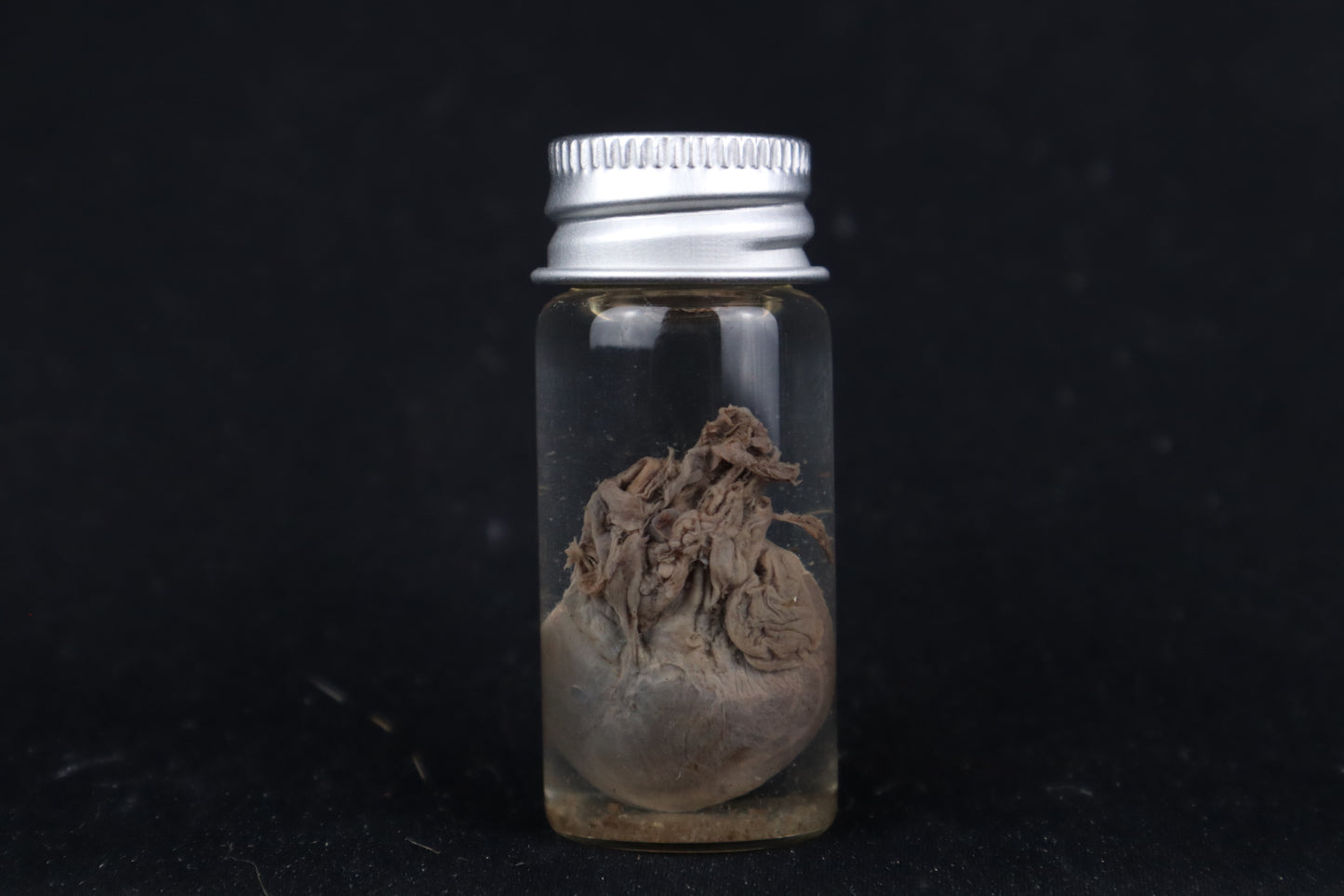 Kitten Heart Wet Specimen
