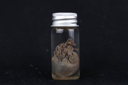 Kitten Heart Wet Specimen