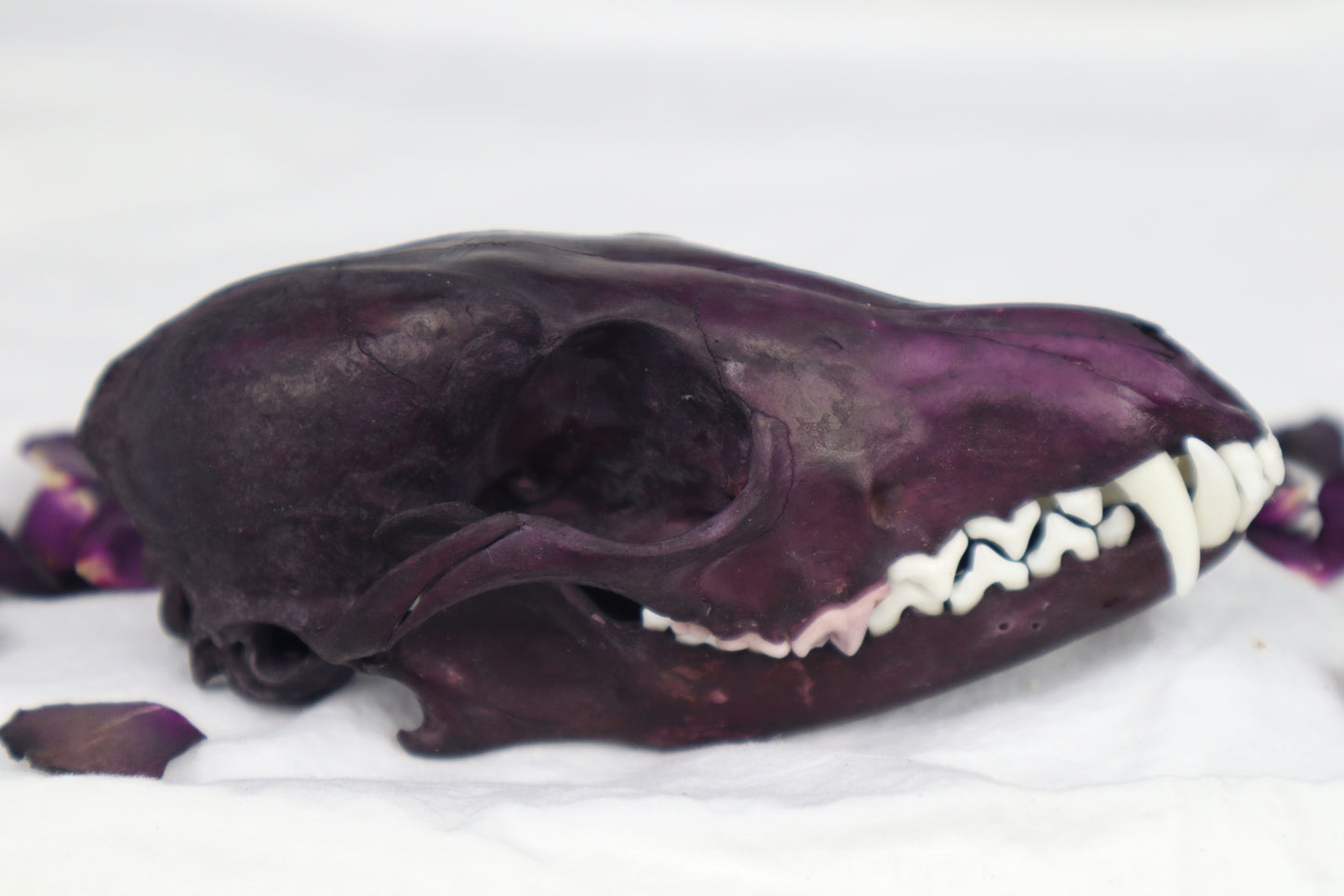 Naturally Stained Red Fox Skull