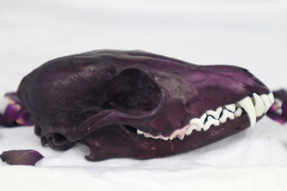 Naturally Stained Red Fox Skull