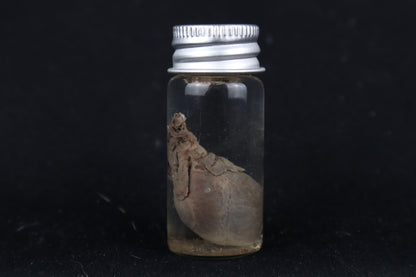 Kitten Heart Wet Specimen