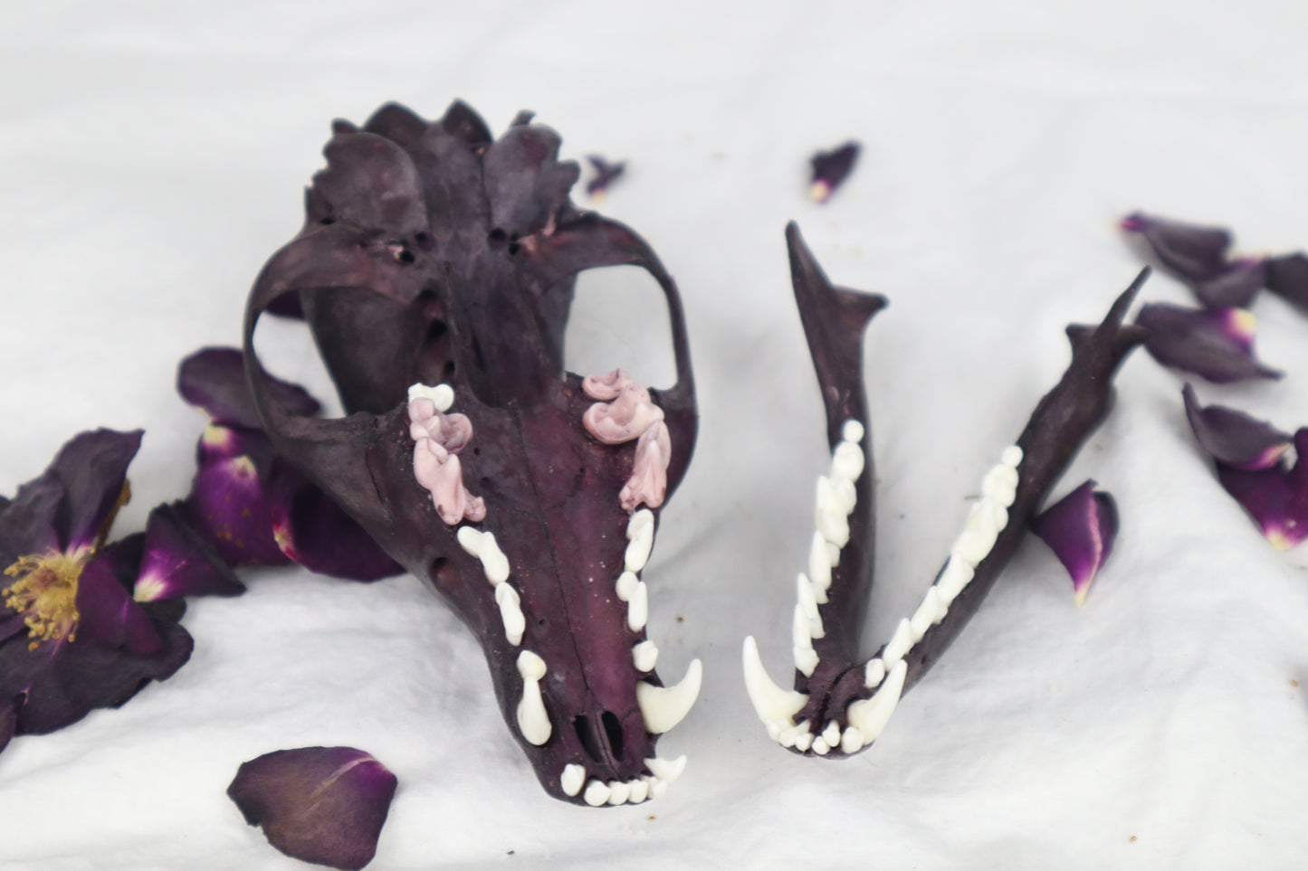 Naturally Stained Red Fox Skull