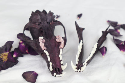 Naturally Stained Red Fox Skull