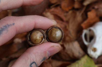 Dry Preserved Polydactyl Cat Eyes