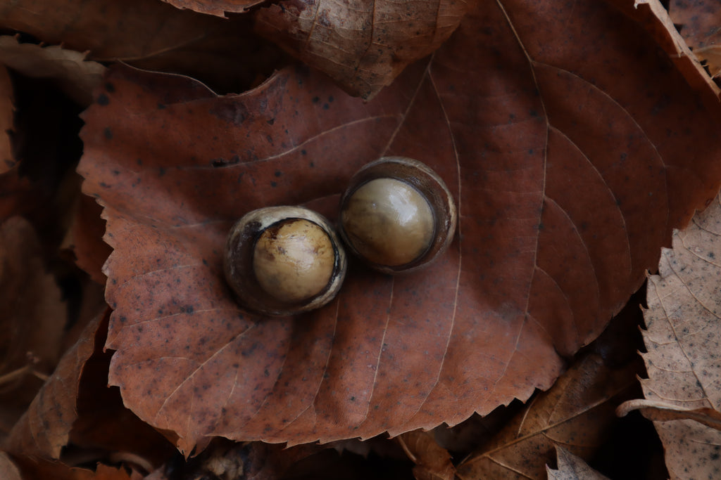 Dry Preserved Polydactyl Cat Eyes