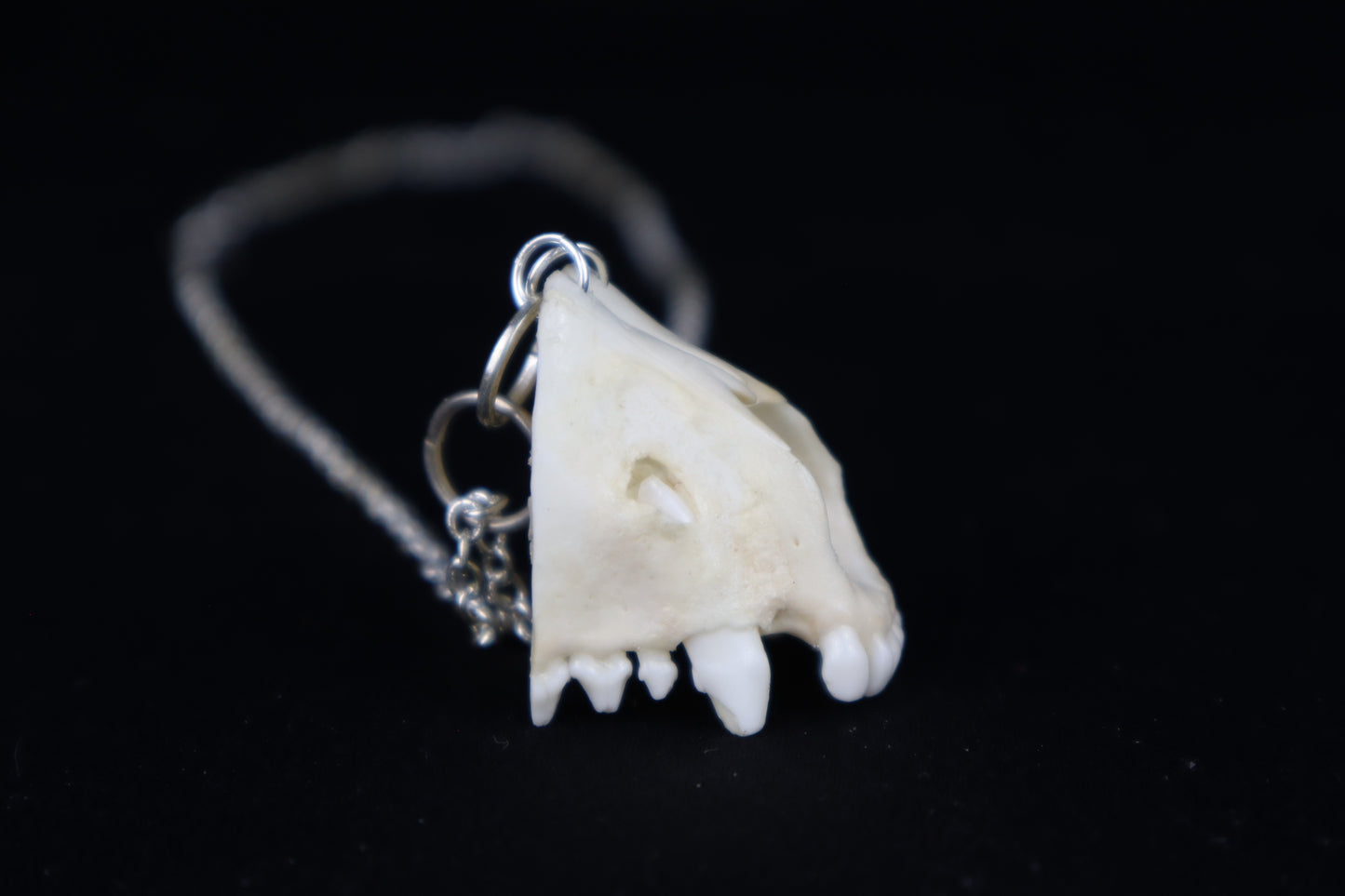 Raccoon Snout Necklace