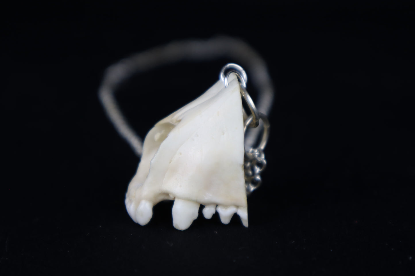 Raccoon Snout Necklace