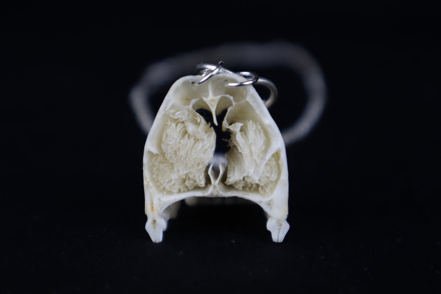 Raccoon Snout Necklace