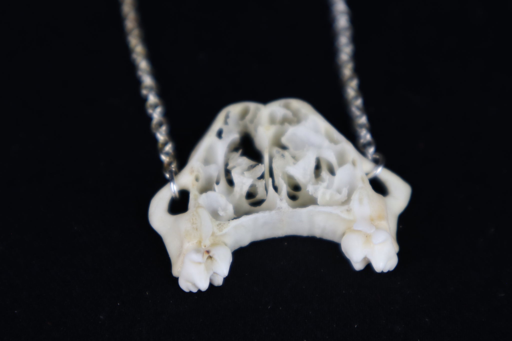 Raccoon Skull Slice Necklace