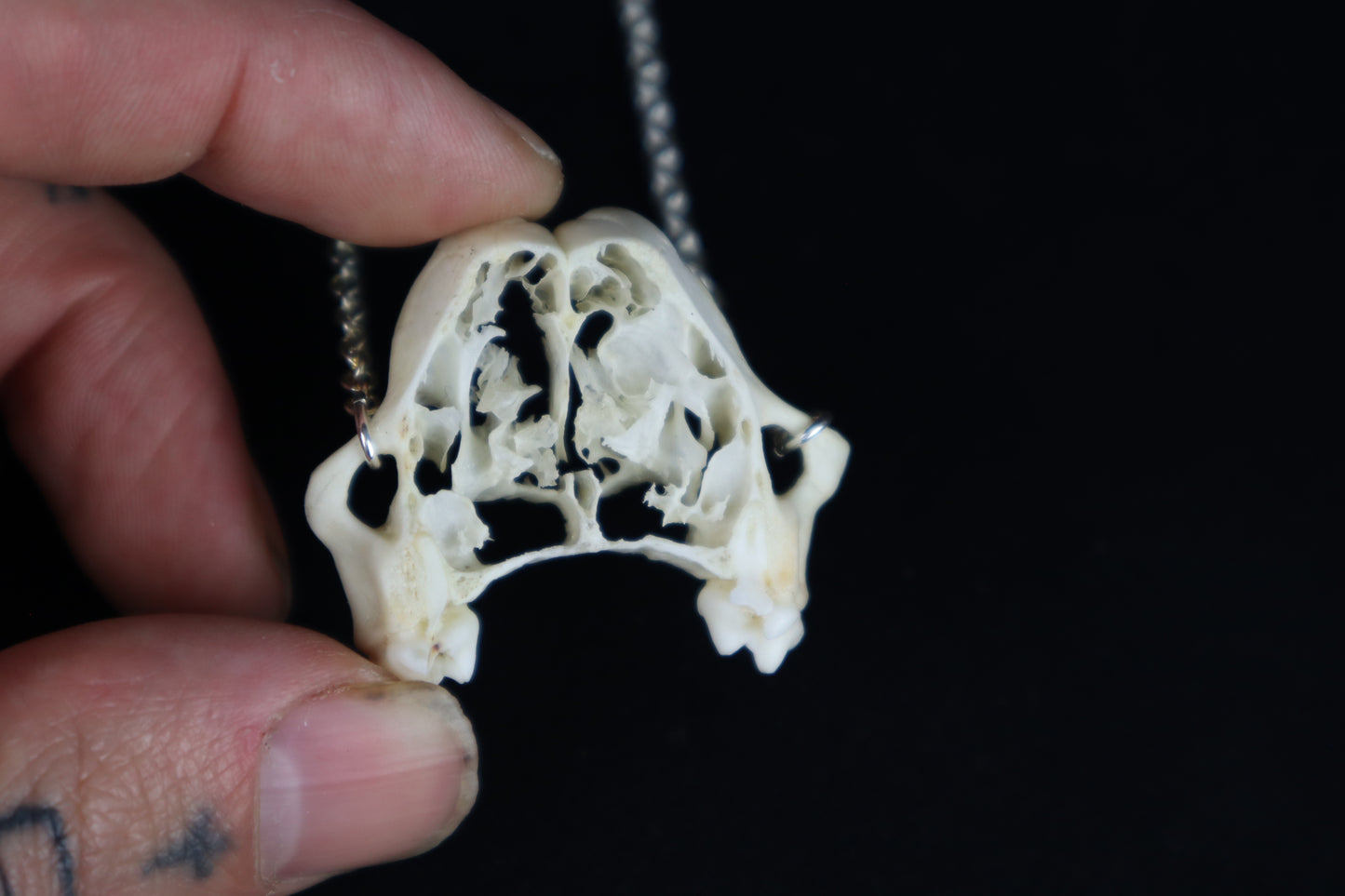 Raccoon Skull Slice Necklace