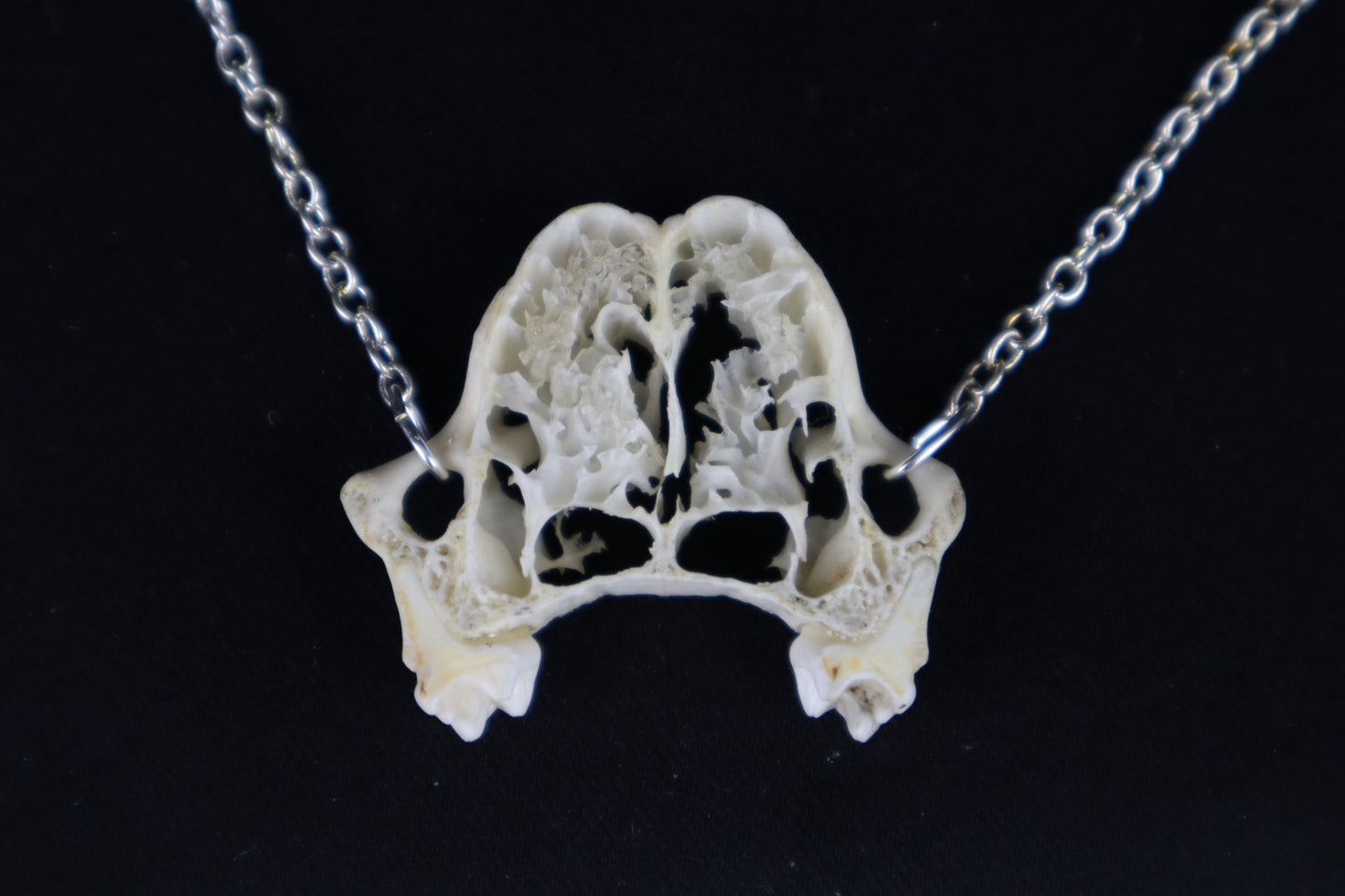 Raccoon Skull Slice Necklace