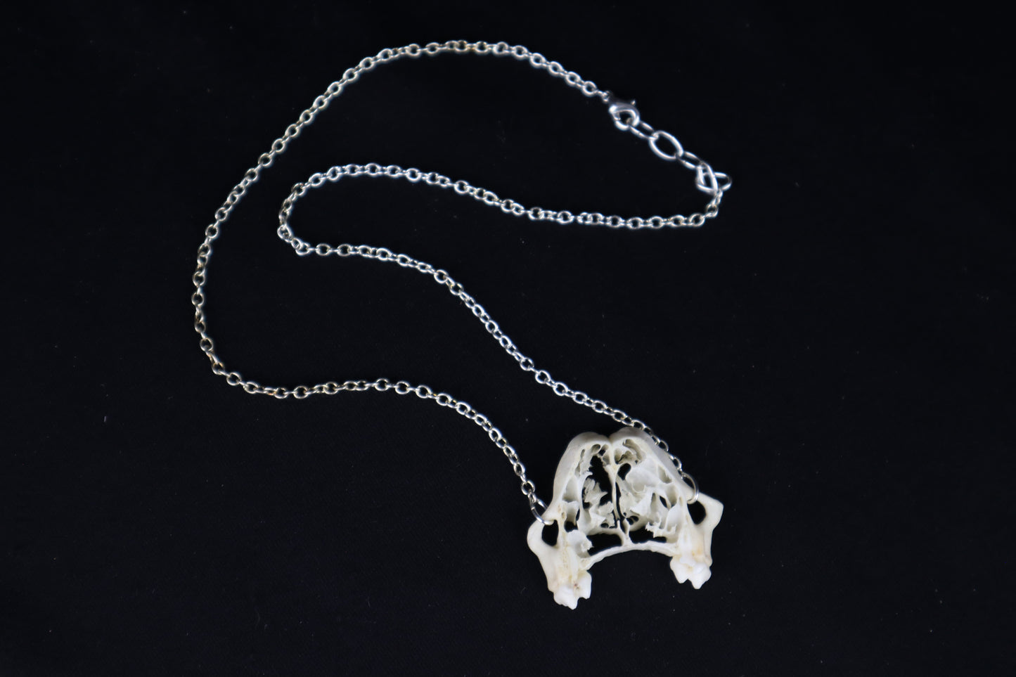 Raccoon Skull Slice Necklace