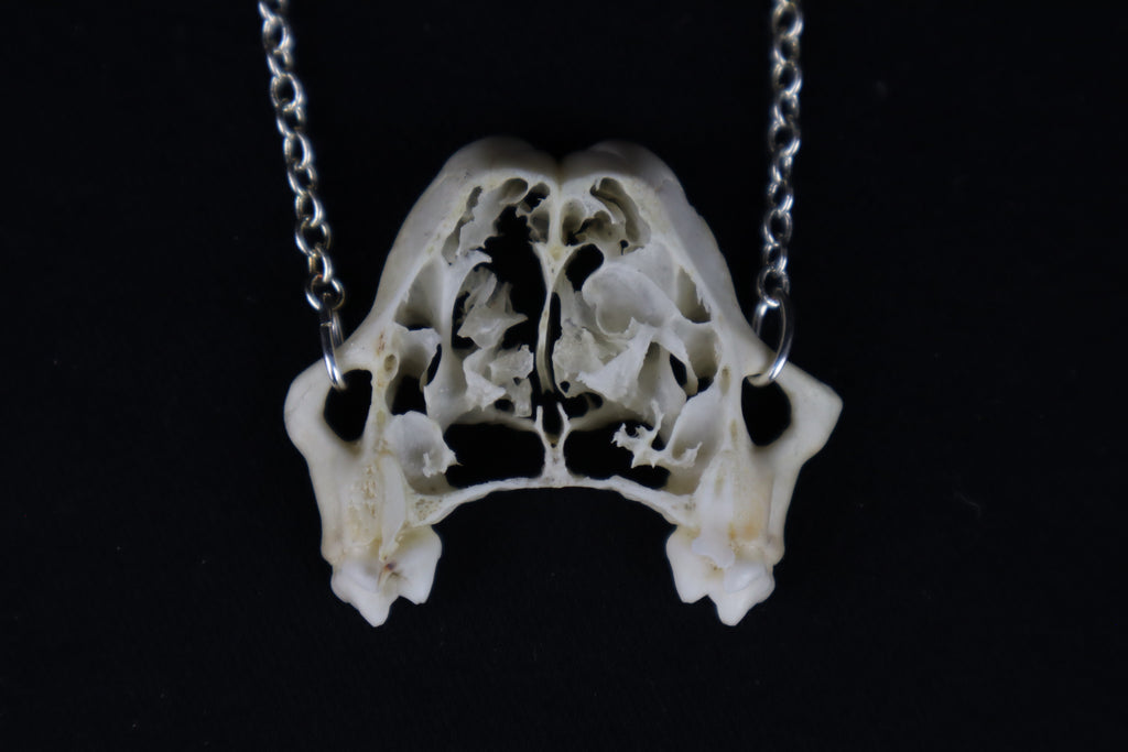 Raccoon Skull Slice Necklace