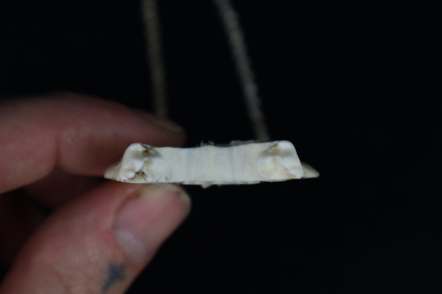 Raccoon Skull Slice Necklace