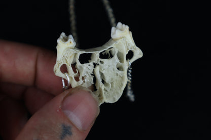 Raccoon Skull Slice Necklace