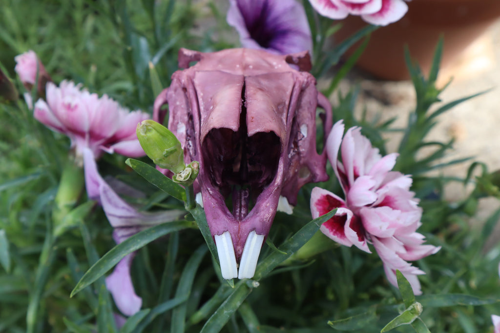 Naturally Stained Half Jack Rabbit Skull