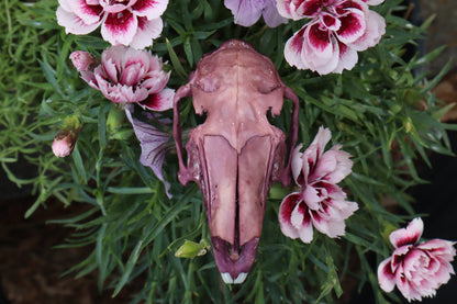 Naturally Stained Half Jack Rabbit Skull