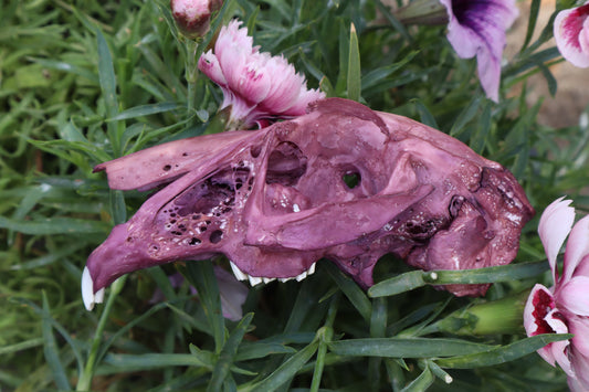 Naturally Stained Half Jack Rabbit Skull