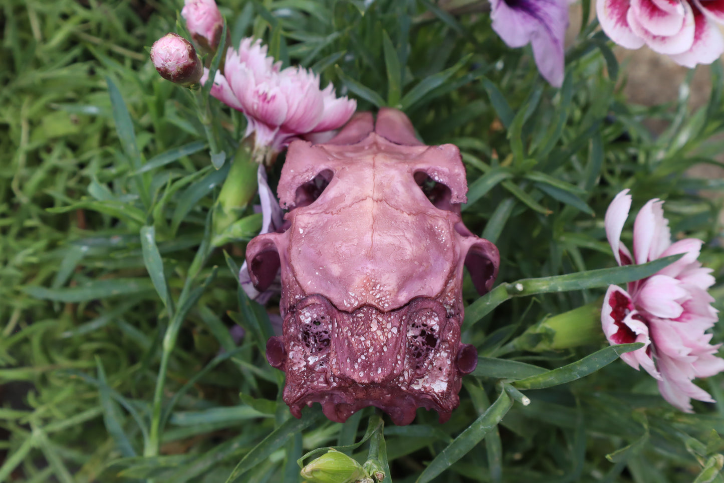 Naturally Stained Half Jack Rabbit Skull