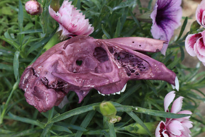 Naturally Stained Half Jack Rabbit Skull