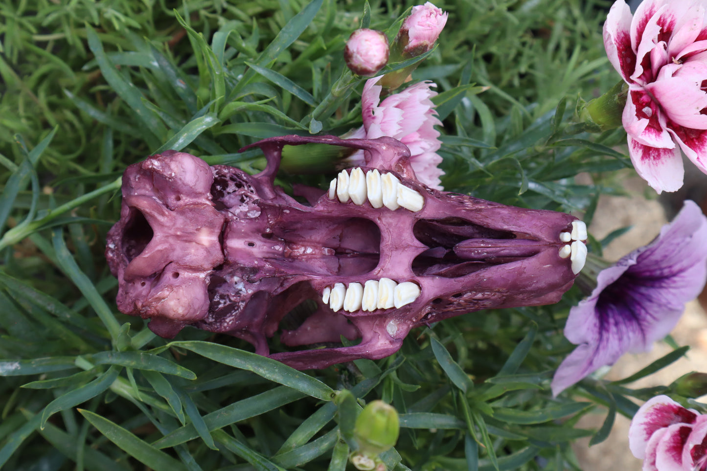 Naturally Stained Half Jack Rabbit Skull