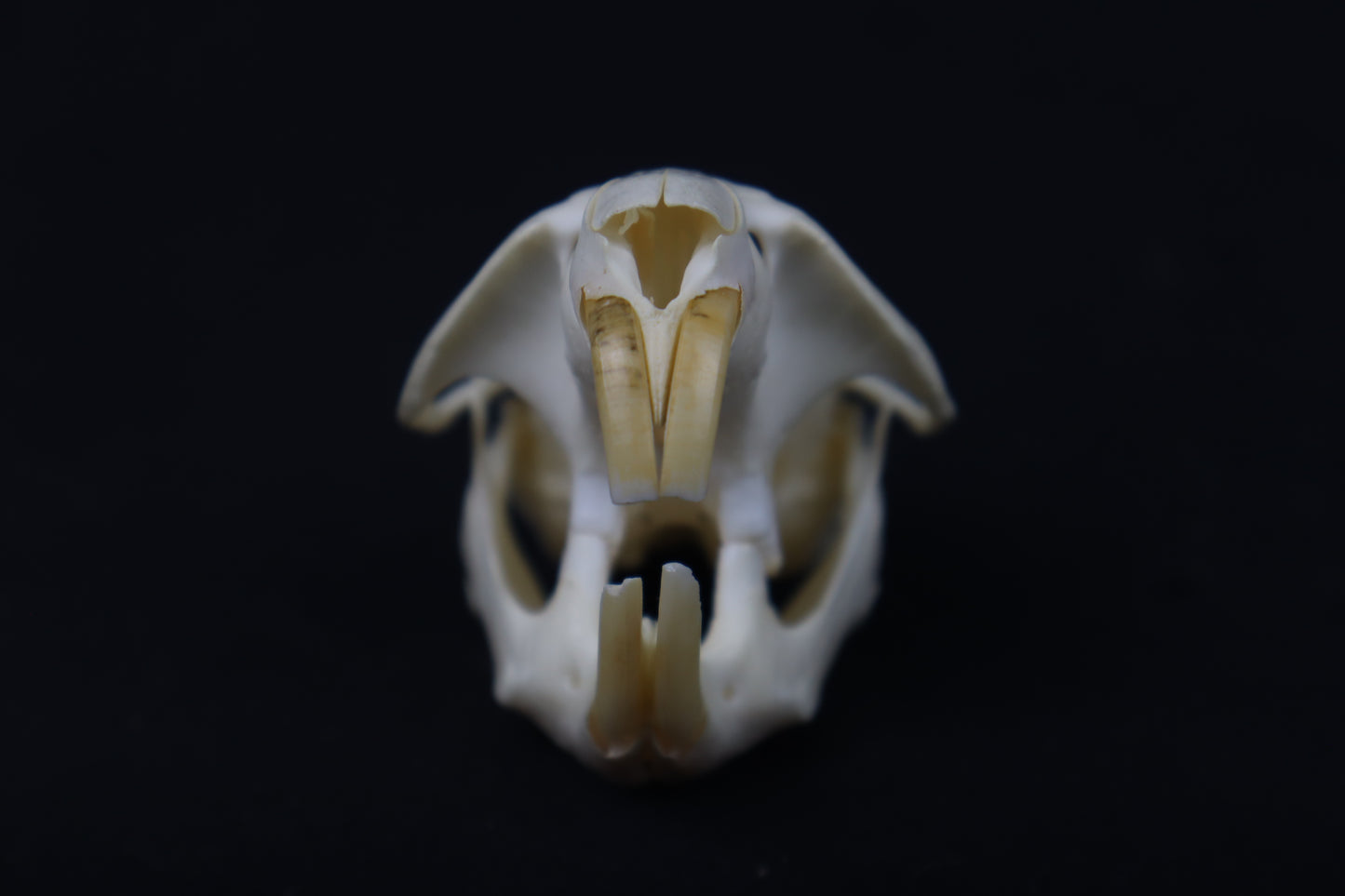 Muskrat Skull